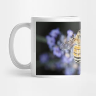 Honey bee (Apis mellifera) gathering nectar on lavender flowers Mug